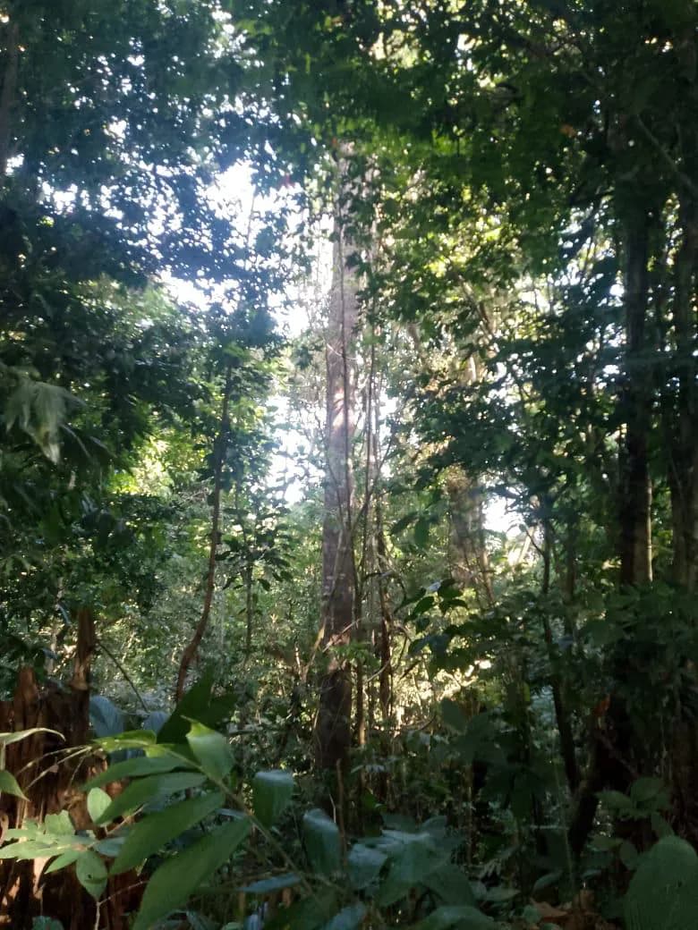 Finca de Bosque Primario, Quepos, Savegre — foto 5