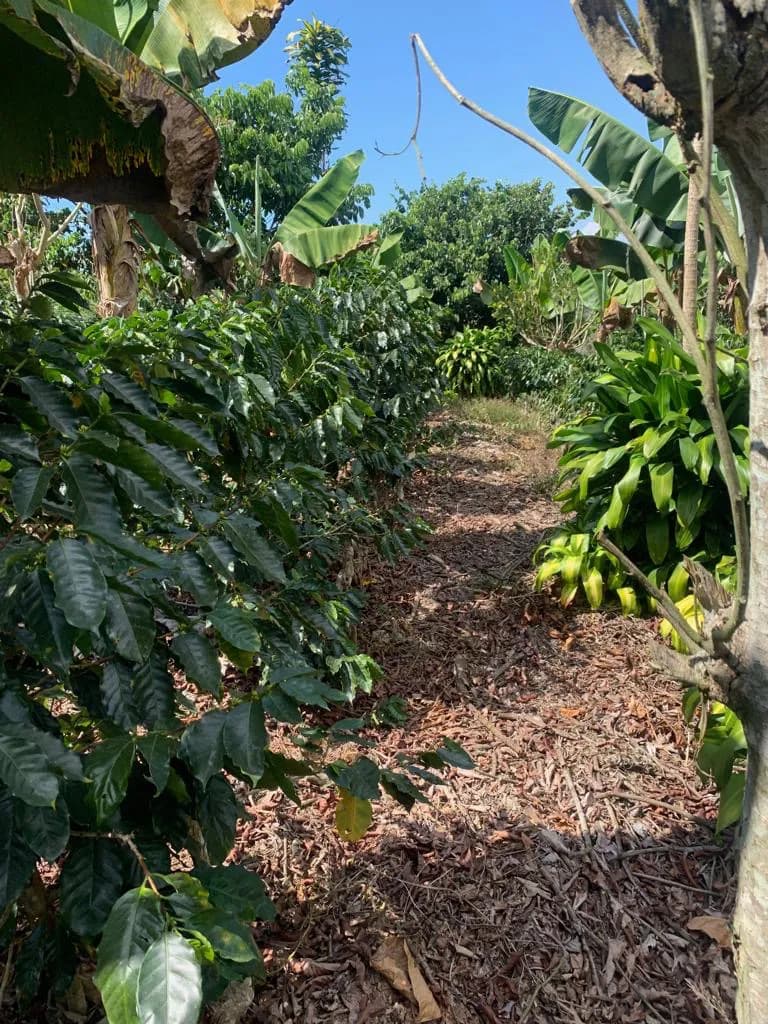 Linda Finca en Bolivia de Platanares — foto 5
