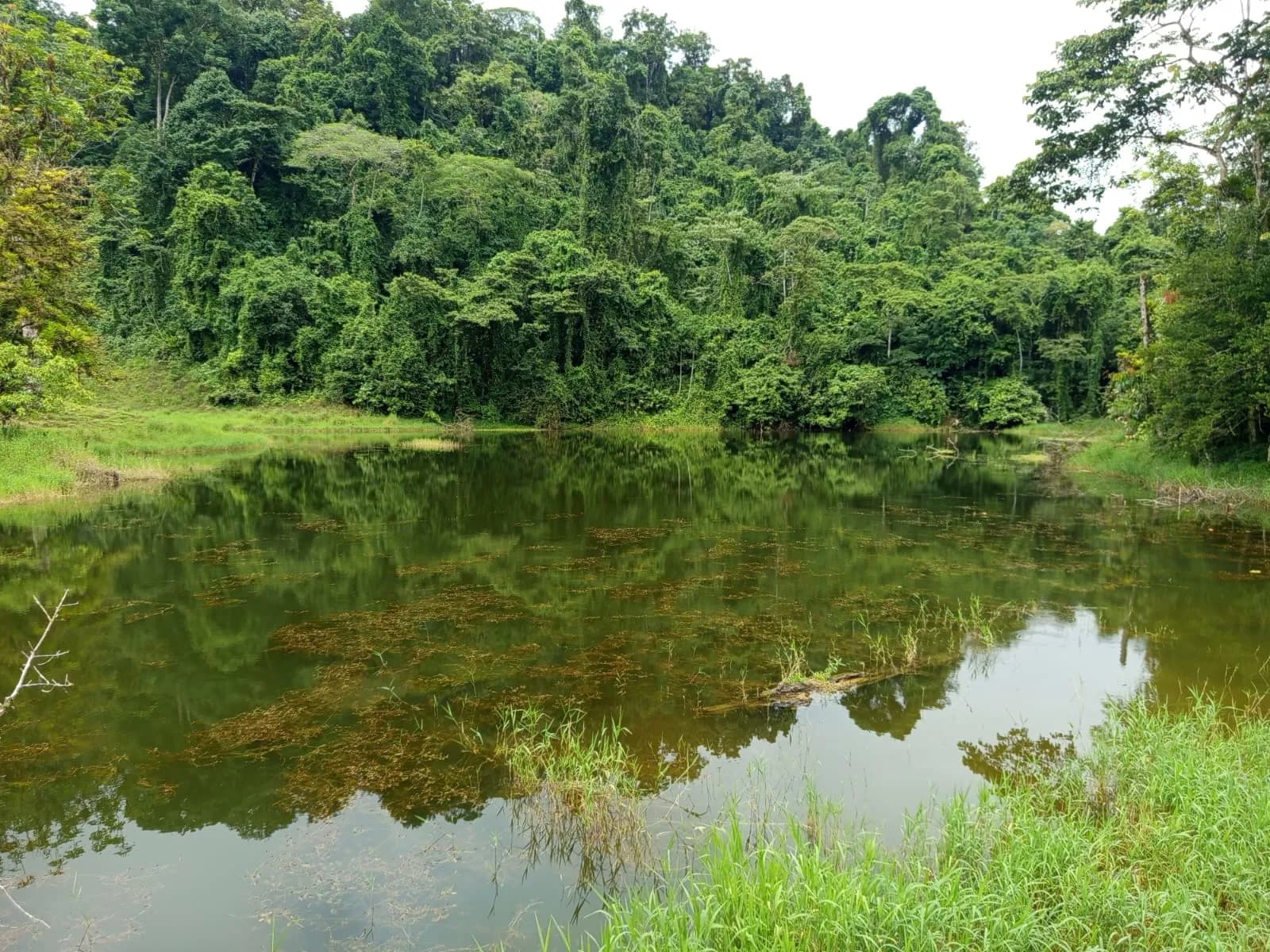 Finca Brujo de Río Nuevo Peréz Zeledón